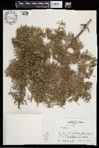 Abies balsamea image