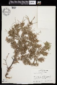 Abies balsamea image