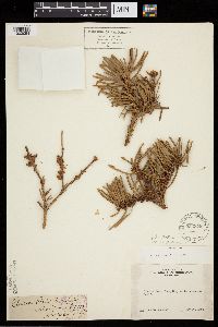 Media resource of Abies concolor