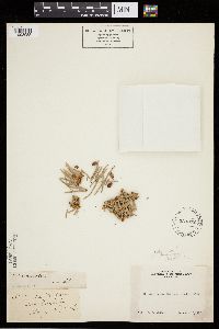 Abies concolor image