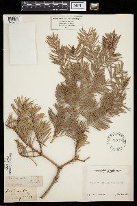 Abies concolor image