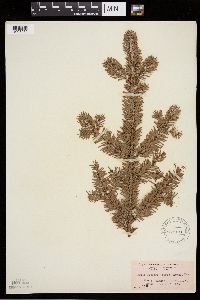 Media resource of Abies fraseri