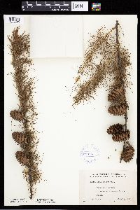 Larix decidua image