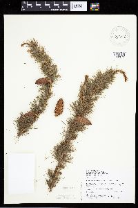 Larix laricina image