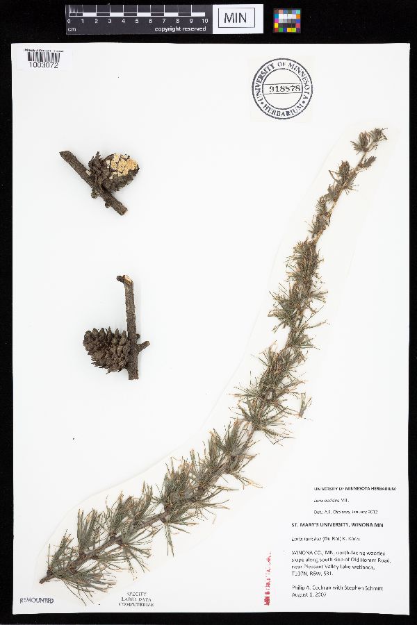 Larix decidua image