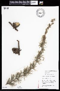 Media resource of Larix decidua