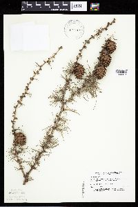 Larix decidua image