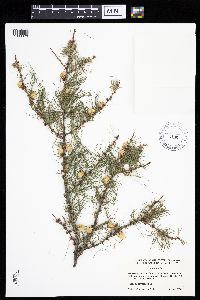 Larix laricina image