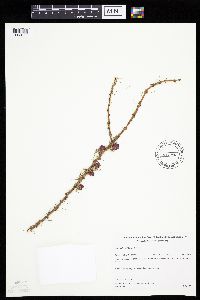 Larix laricina image