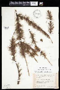 Larix laricina image