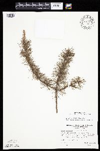 Larix laricina image