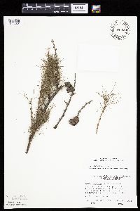 Larix laricina image