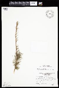 Larix laricina image