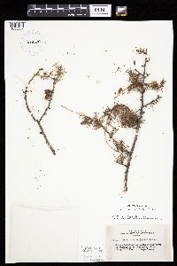 Larix laricina image