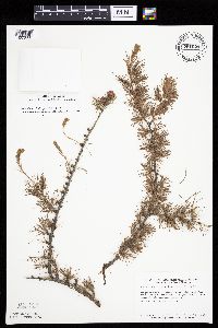 Larix laricina image