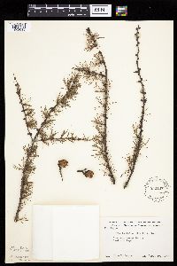 Larix laricina image