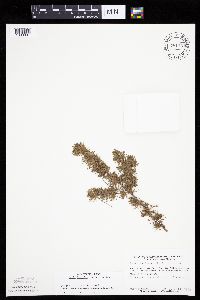 Larix laricina image