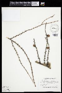 Larix laricina image