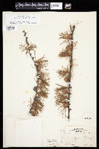 Larix laricina image