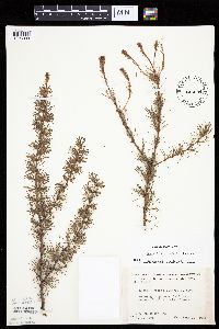 Larix laricina image