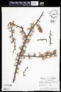 Larix laricina image
