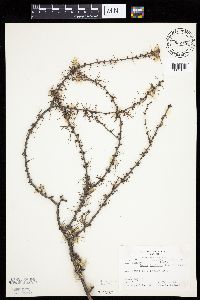 Larix laricina image