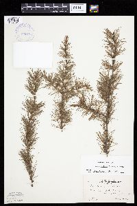 Larix laricina image
