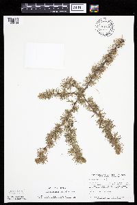 Larix laricina image