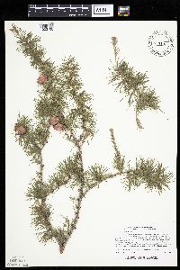 Larix laricina image