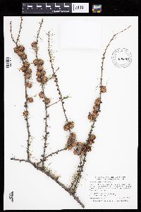 Larix laricina image