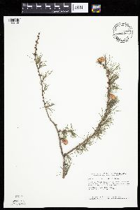 Larix laricina image