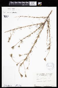 Larix laricina image