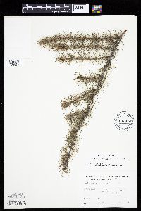 Larix laricina image