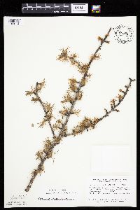Larix laricina image