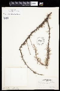 Larix laricina image