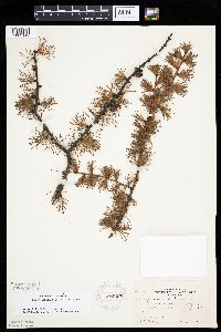 Larix laricina image