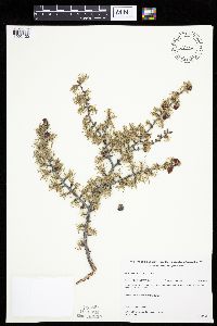 Larix laricina image