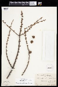 Larix laricina image
