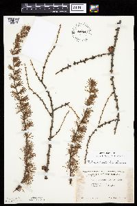 Larix laricina image