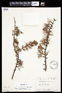 Larix laricina image