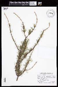 Larix laricina image