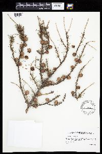 Larix laricina image