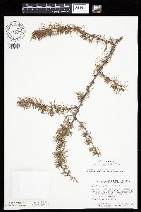 Larix laricina image