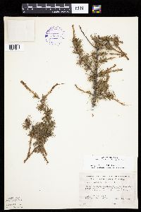 Larix laricina image