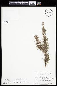 Larix laricina image