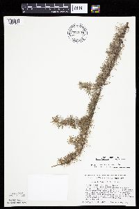 Larix laricina image