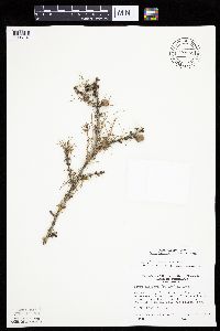 Larix laricina image