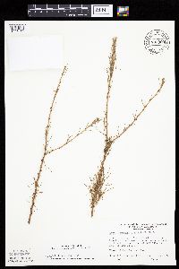 Larix laricina image