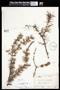 Larix laricina image