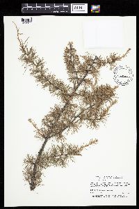 Larix laricina image